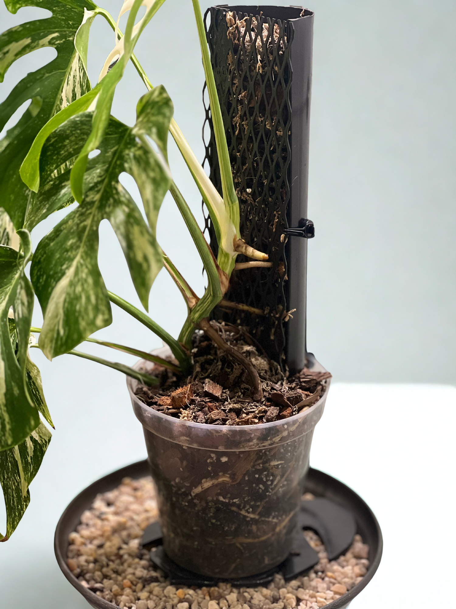 Why the IronLeaf Exists - Redefining Plant Support