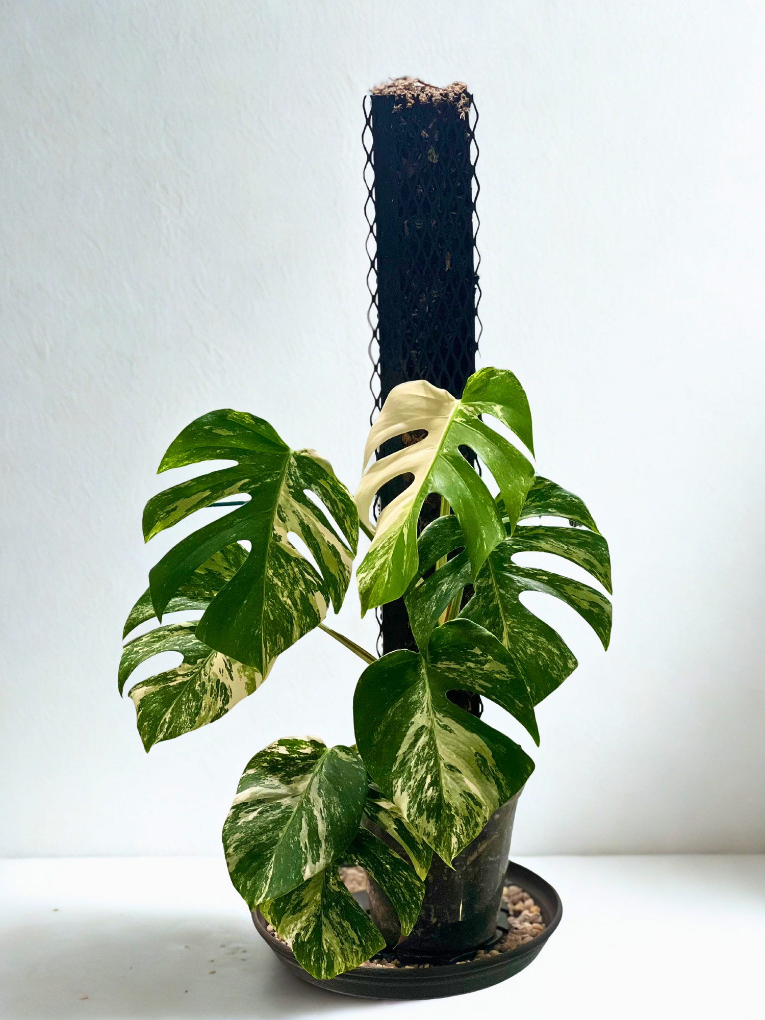 IronLeaf Expansion Kit