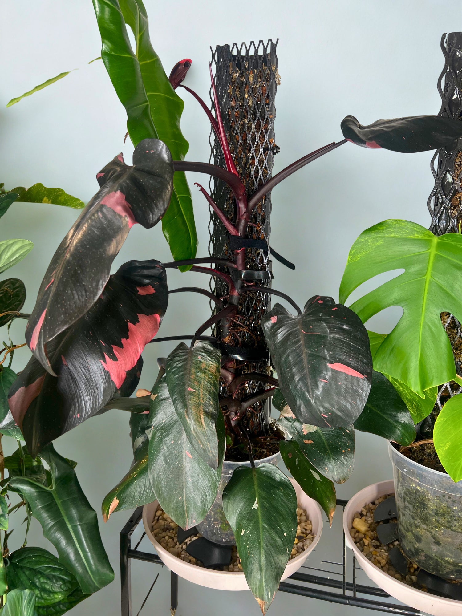 IronLeaf Growth System - Limited Launch Bundle