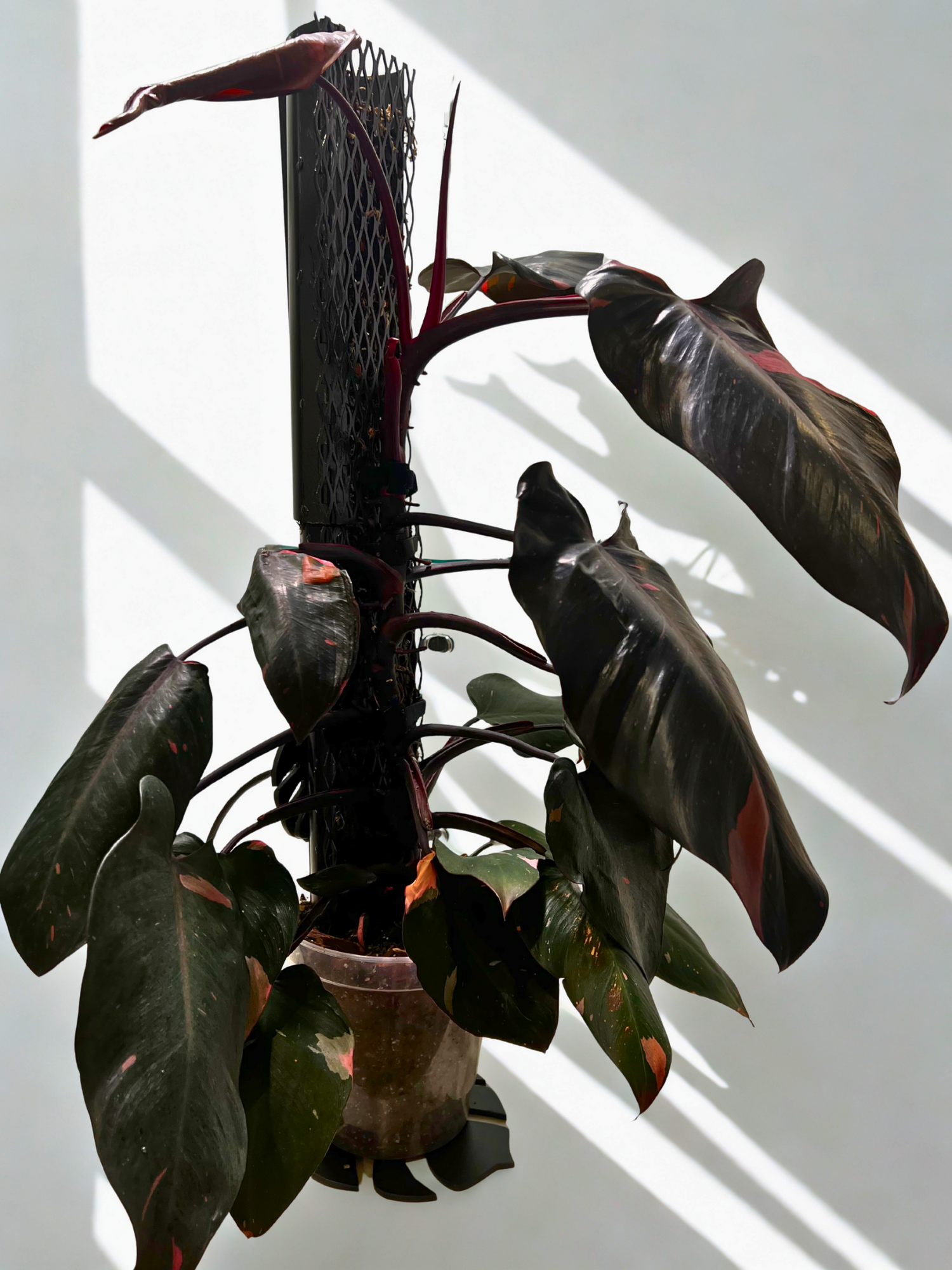 IronLeaf Expansion Kit