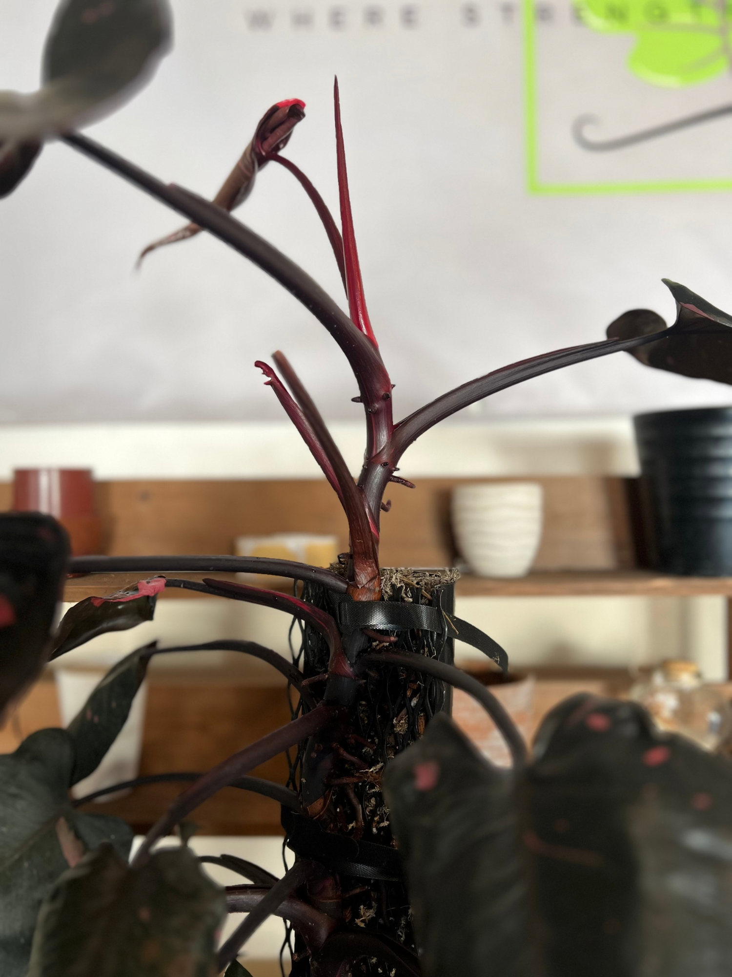 IronLeaf Growth System - Limited Launch Bundle