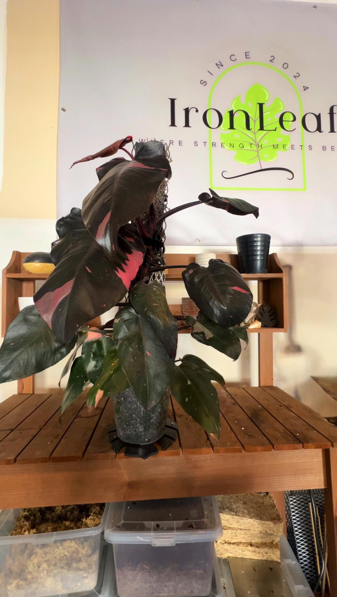 IronLeaf Growth System - Limited Launch Bundle
